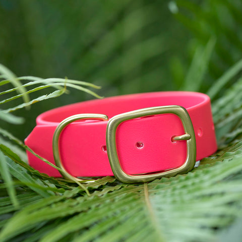 BONDI 1.5" Buckle Collar