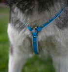 Front view of a Y front harness made from Beta Biothane 