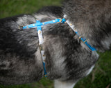 Side view of a dog harness made from beta biothane in Australia