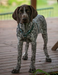 Y front biothane harness displayed on dog australia
