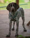 Y front biothane harness displayed on dog australia