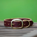 Classic Morgan Oak Redhide Collar