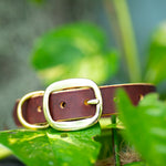 Classic Morgan Oak Redhide Collar
