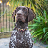 GSP wearing dog collar. Australian made leather.