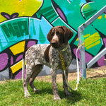 Puppy wearing australian made biothane utility multi leash tied to a post in front of a graffiti wall.