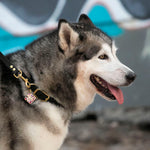 Malamute in Biothane dog collar